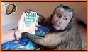 Monkey Phone related image