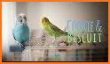 Alen AxP Budgie Community related image