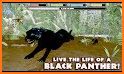 Wild Panther Simulator – Animal Family Life Game related image