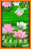 Pink Lotus Launcher Theme related image