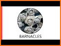 Barnacle related image