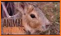 Chili Animal Care related image