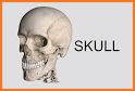 Dental Anatomy & Skull related image