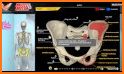 Human Skeletal System 3D related image