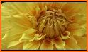 Dahlia 2021 related image