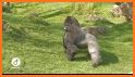 Go Wild Gorillas related image