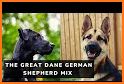 Dog breeds - ultimate guide related image