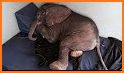 Baby Elephant Pet Care related image