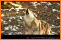 Wolf Howl related image