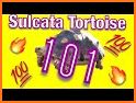 TORTOISE CARE 101 related image