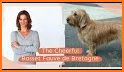 Basset Fauve de Bretagne related image