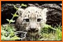 Snow Leopard Family wallpaper related image