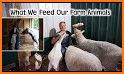 Animal Link Farm related image