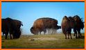 Bison Safe related image