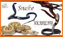 Snake word related image