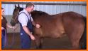 Horse Side Vet Guide related image