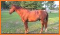 Horse Scanner – Horse Breed Identification related image