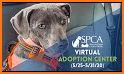 Virtual Animal Shelter Buddies related image