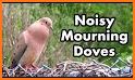 Mourning Dove Coo Call Sound related image