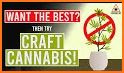 Craft Cannabis related image