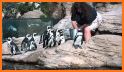 Feed Penguins related image