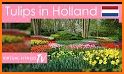 Tulip Town 360 Tour related image