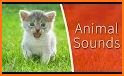 Free animal sounds for babies: name animal calls related image