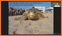 STC Turtle Tracker related image