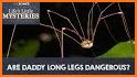 Daddy Long Legs related image