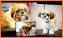 Puppies Salon Caring and Grooming related image