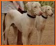 Dog Breed Identification AR related image