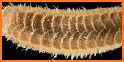 Antarctic scale worm related image