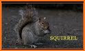 Squirrel Sounds - Squirrel Calls for Hunting related image