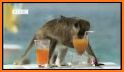 Drunk Monkey related image