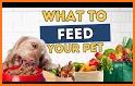 Feed the Pet related image