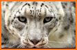 Wild Cats HD Wallpaper related image