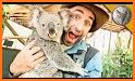 Cute Koala Bear Rescue related image