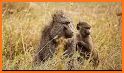 Baboon related image