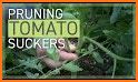 Tomato Runner related image