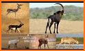 Antelope related image