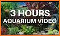 Discus Fish Aquarium TV - 3D Live App related image