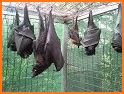 Flying Fox related image