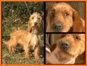 Basset Fauve de Bretagne related image