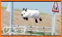 Crazy Rabbit Jump related image