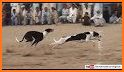 World Dog Racing Tournament 2018: Crazy Dog Race related image