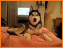 Talking Husky Dog related image