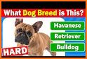 Quiz School | Dog breeds related image