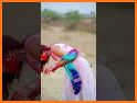 Holi Video Status related image