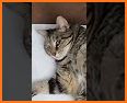 Cat Puzzle - Katze.org related image