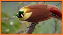 Birds of New Guinea related image